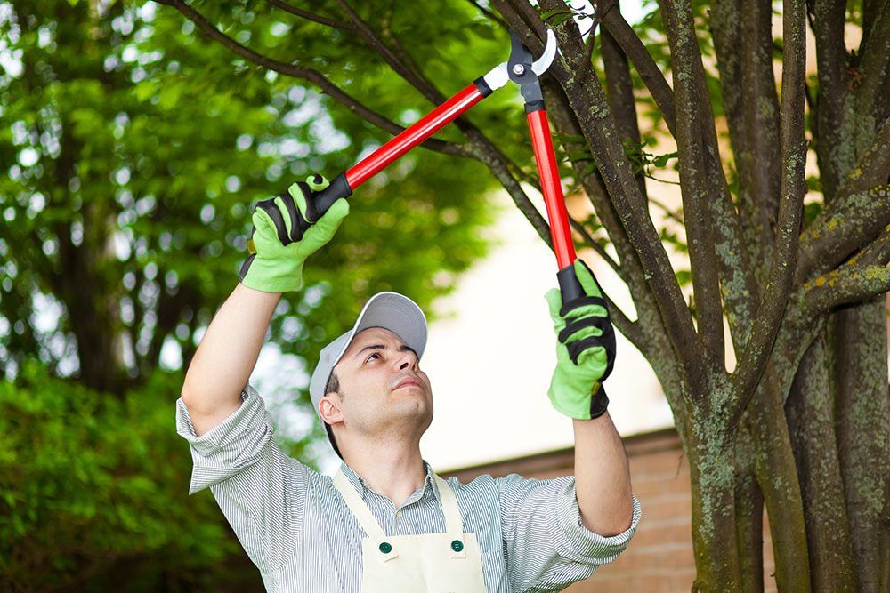 Why Is It Necessary To Prune Your Trees At The Optimum Time Of Year