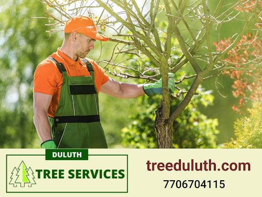 How Duluth Tree Service can help you keep your trees healthy and looking great?